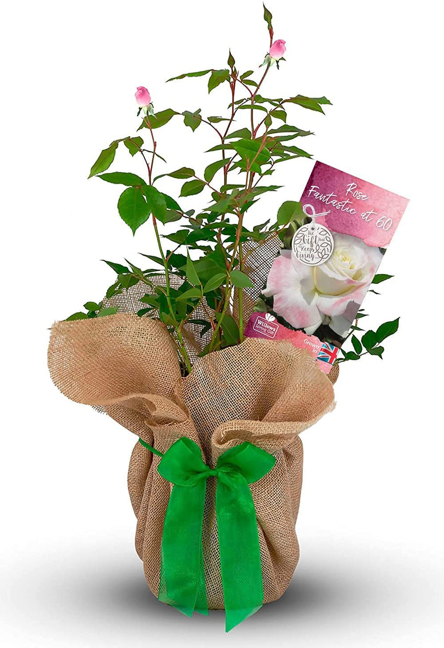 Fantastic at 60 Rose Bush Gift Wrapped Fantastic at 60 Rose Bush Gift Wrapped image1 1