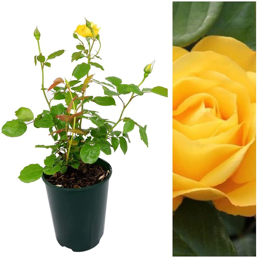Rose Bush Arthur Bell - Floribunda Rose 1 2
