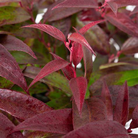 Leucothoe Ruby Wedding Plant - Gift Wrapped Leucothoe Ruby Wedding Plant Gift - Leucothoe Royal Ruby image3 3