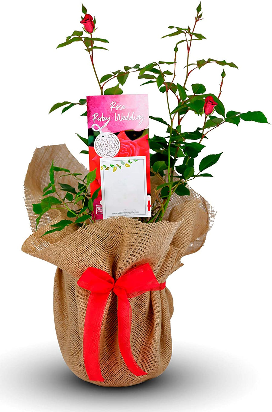 Ruby 40th Wedding Anniversary Rose Bush Gift Wrapped 1 1
