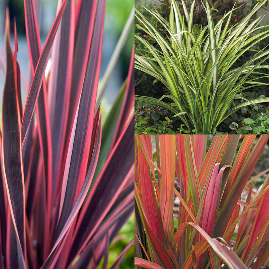 Phormium Mix (3 Plants) 1 1