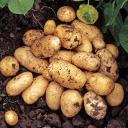 Pentland Dell Potato Tubers 1 2