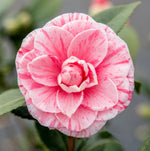 Camellia Japonica  7