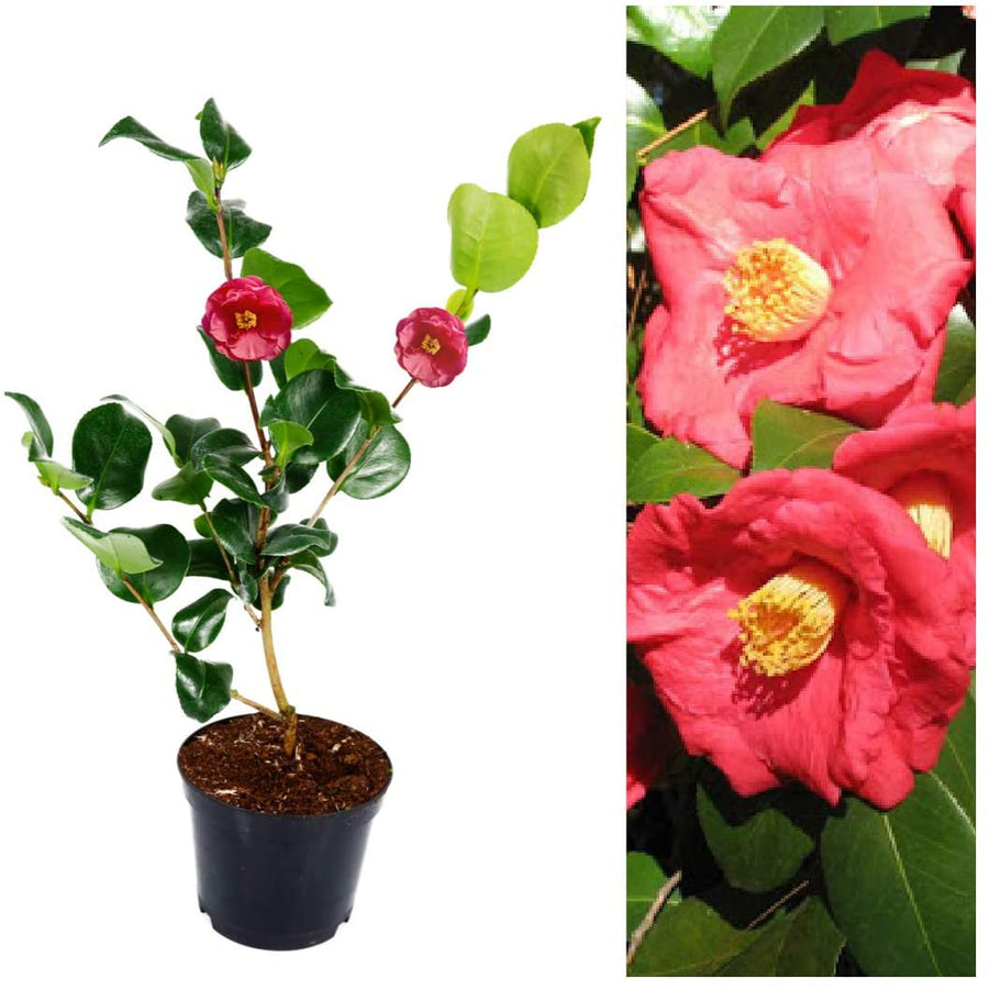 Camellia R.L Wheeler Plant 1 1