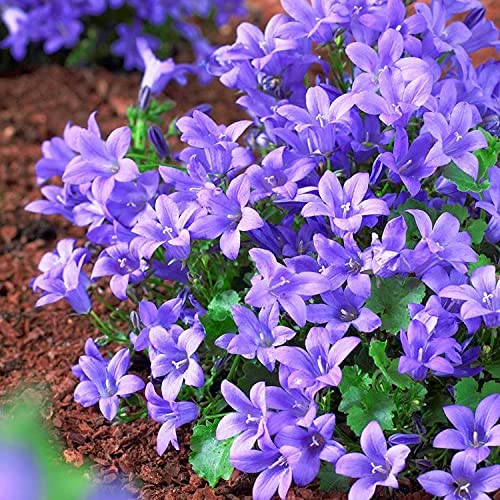 Campanula Bavarian Blue Alpine Plant Campanula Bavarian Blue Alpine Plant image4 4