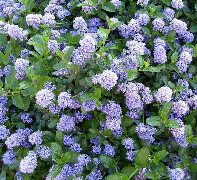 Ceanothus - Blue Diamond Ceanothus - 'Blue Diamond' image1 1