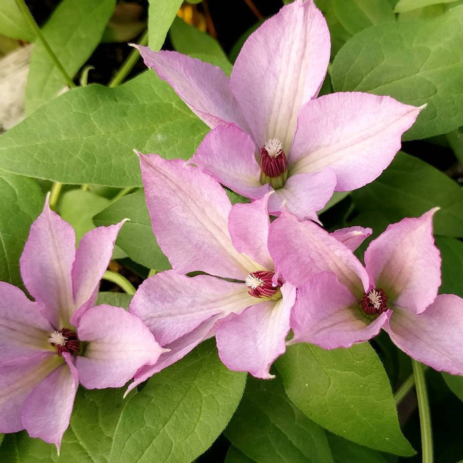 Clematis 'Margaret Hunt' (3 Plants) Clematis 'Margaret Hunt' (3 Plants) image1 1