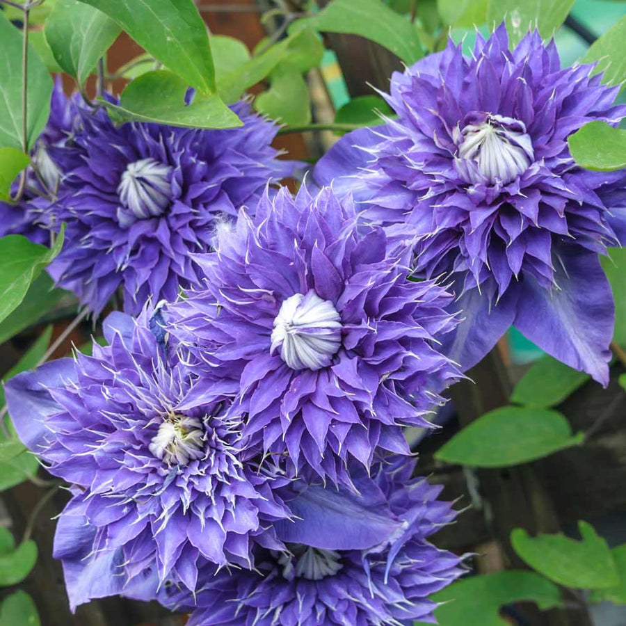 Clematis 'Multi Blue' (3 Plants) Clematis 'Multi Blue' (3 Plants) image1 1