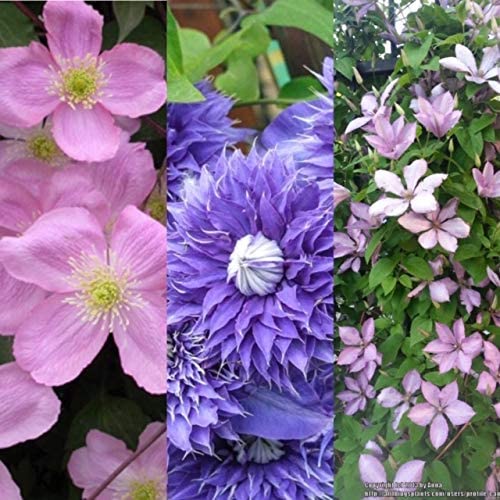 Clematis Plants Collection (3 Plants) Clematis Plants Collection (3 Plants) image1 1