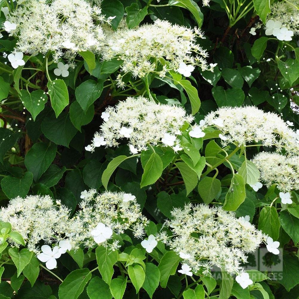 Hydrangea Petiolaris Climbing