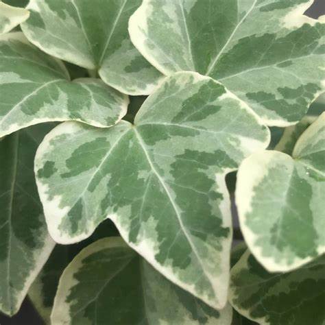 Climbing Ivy Plant Glacier