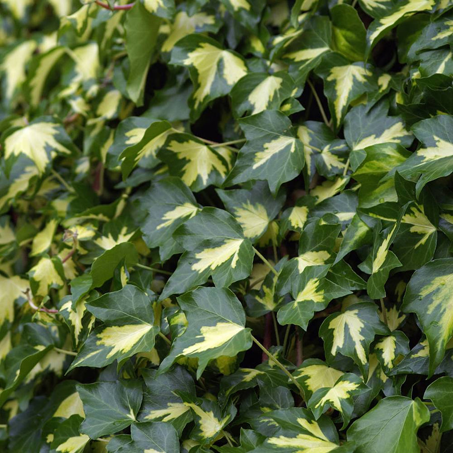 'Sulphur Heart' Climbing Vine Plant 'Sulphur Heart' Climbing Vine Plant image1 1