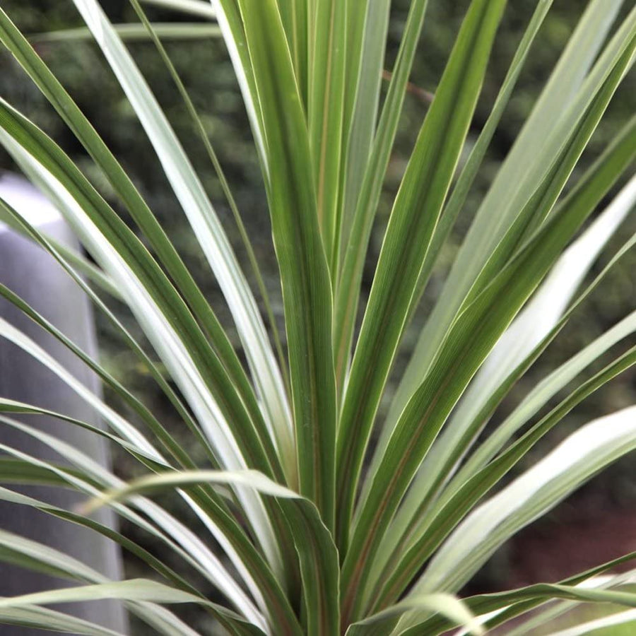Cordyline Australis Tree Palm Cordyline Australis Tree Palm (2 plants) image2 2