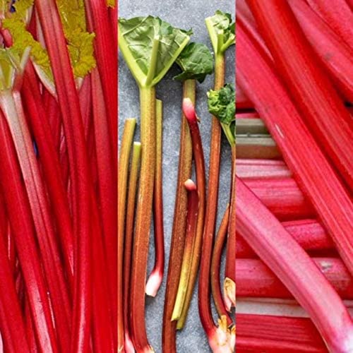 Rhubarb Crown Plant Mix 1 1