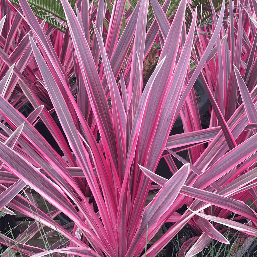 Cordyline Pink Passion Cordyline Pink Passion image1 1