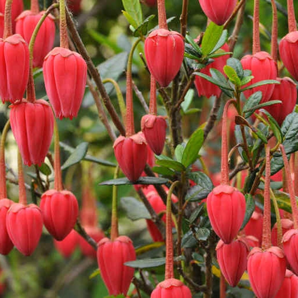 Crinodendron Hookerianum