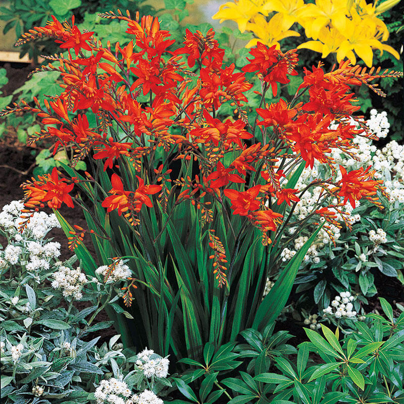 Crocosmia Fairy Crimson Plant SKU 17962SKU 63376SKU 85623Crocosmia x crocosmiiflora 'Fire King' 1