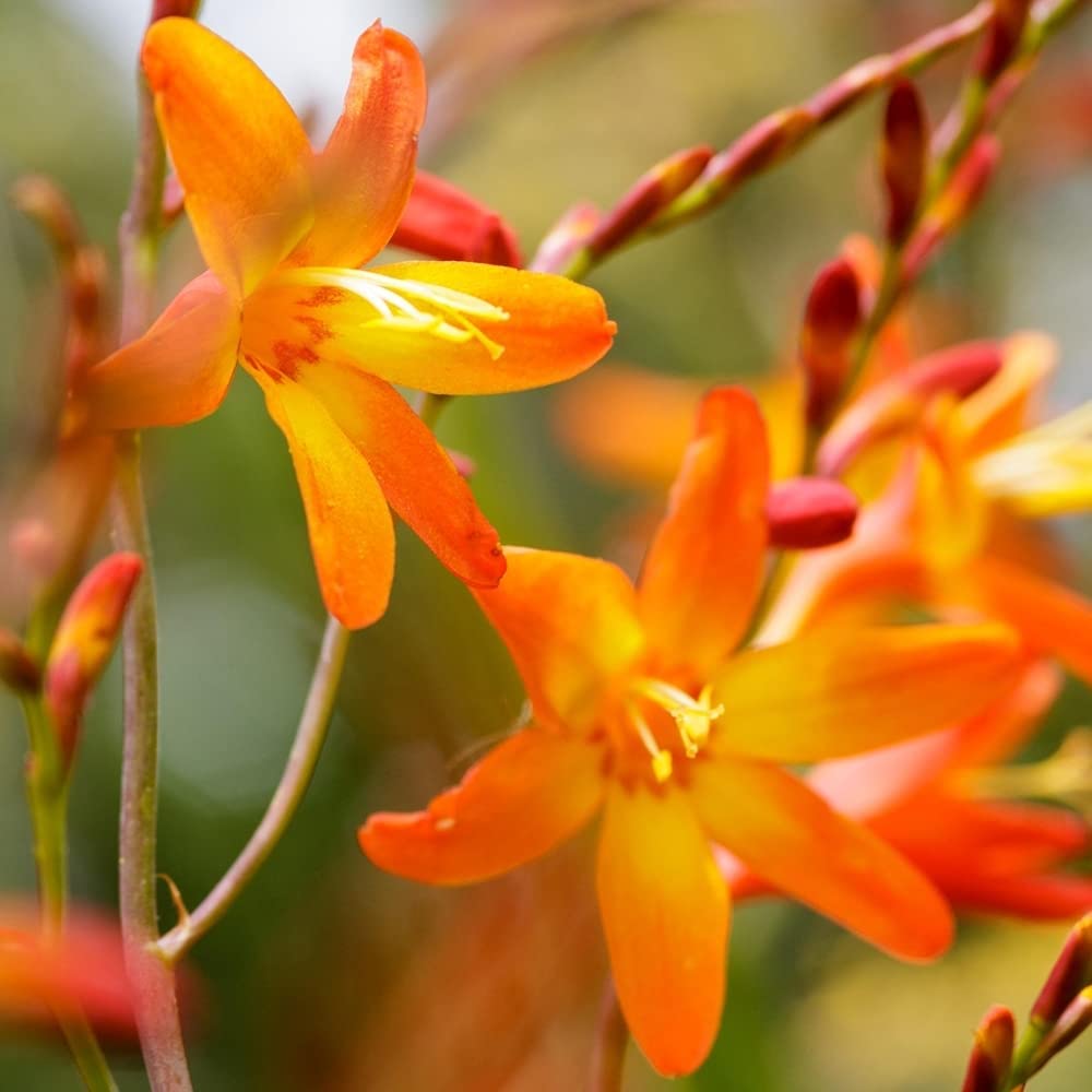 Crocosmia Pekoe Plant