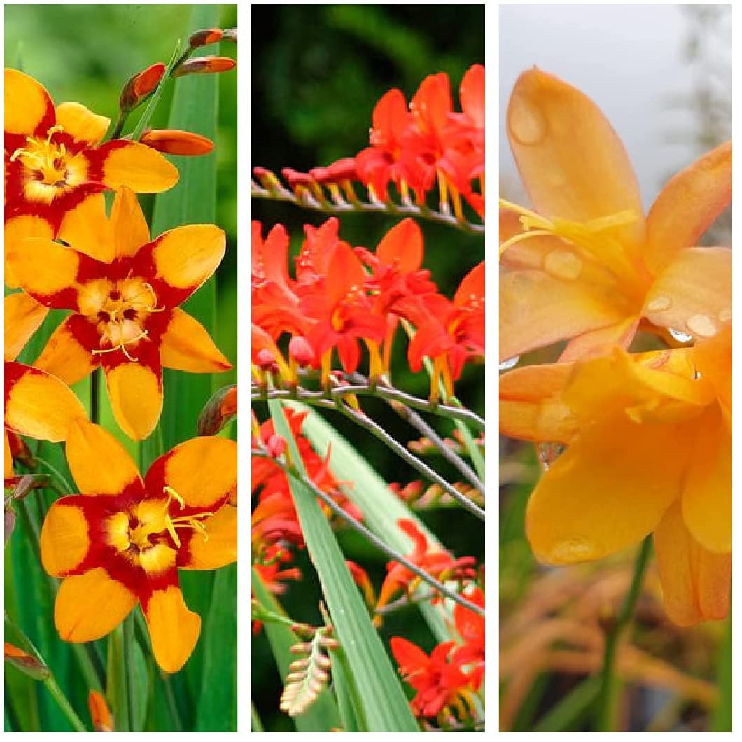 Crocosmia Mix