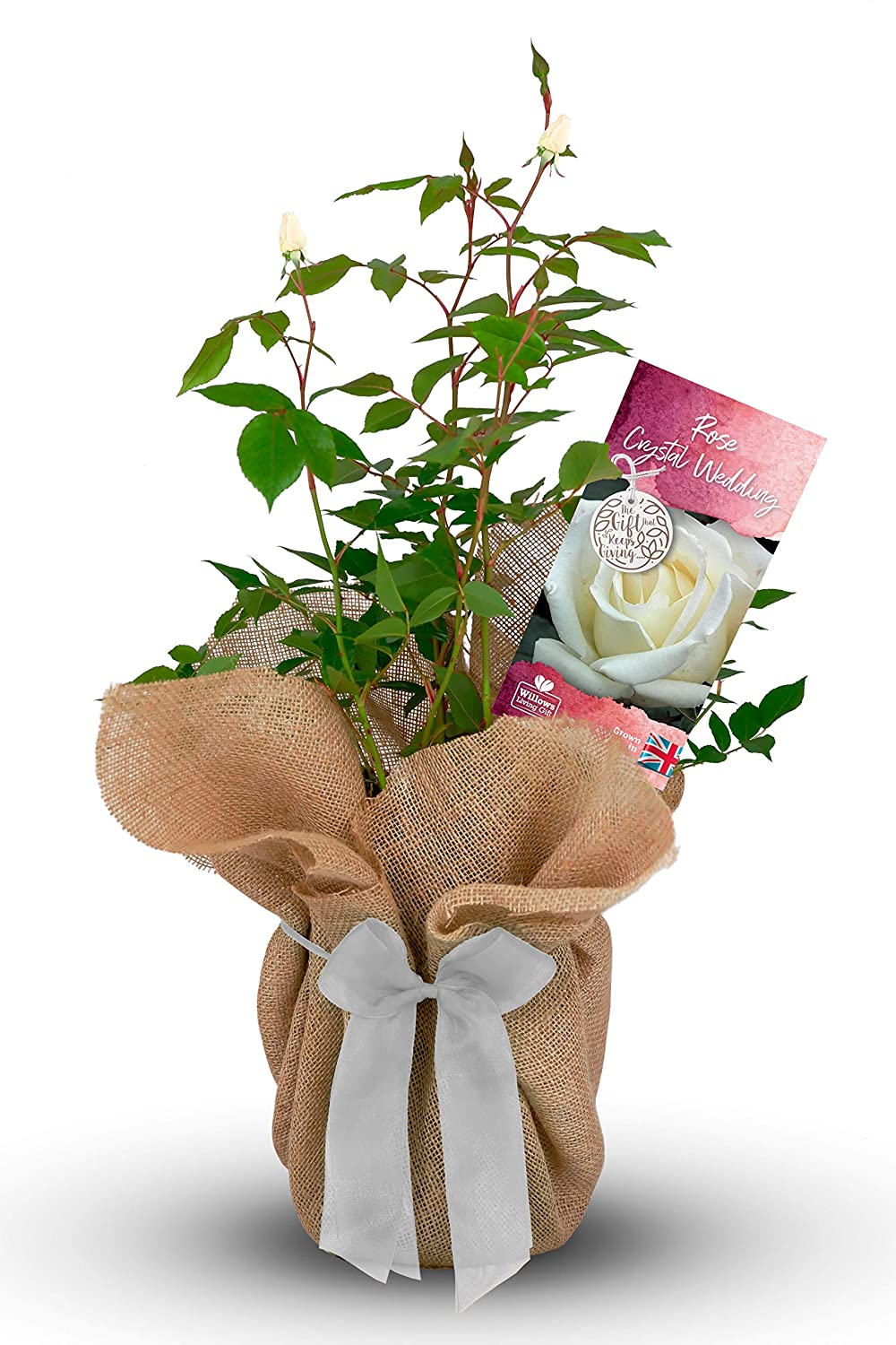 Crystal 15th Wedding Anniversary Bush Gift Wrapped