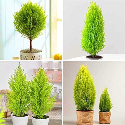 Cupressus Wilma Goldcrest Conifer Cupressus Wilma Goldcrest Conifer image1 4