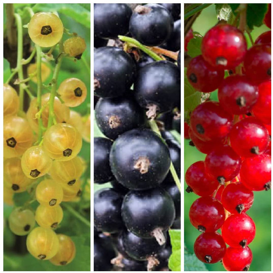 Fruit Plant Mix Collection 1 9