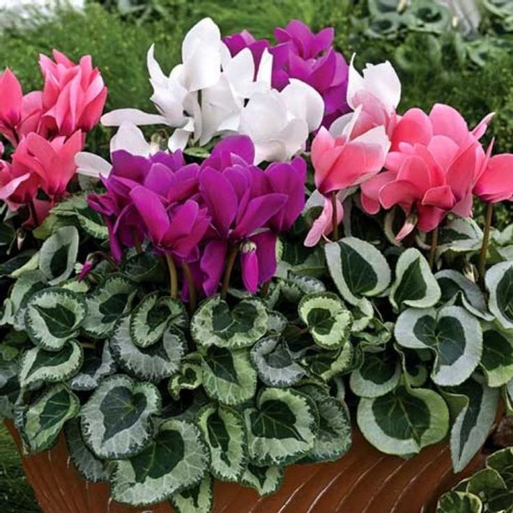 Cyclamen Plant Mix 3x Cyclamen Plant Mix image1 4