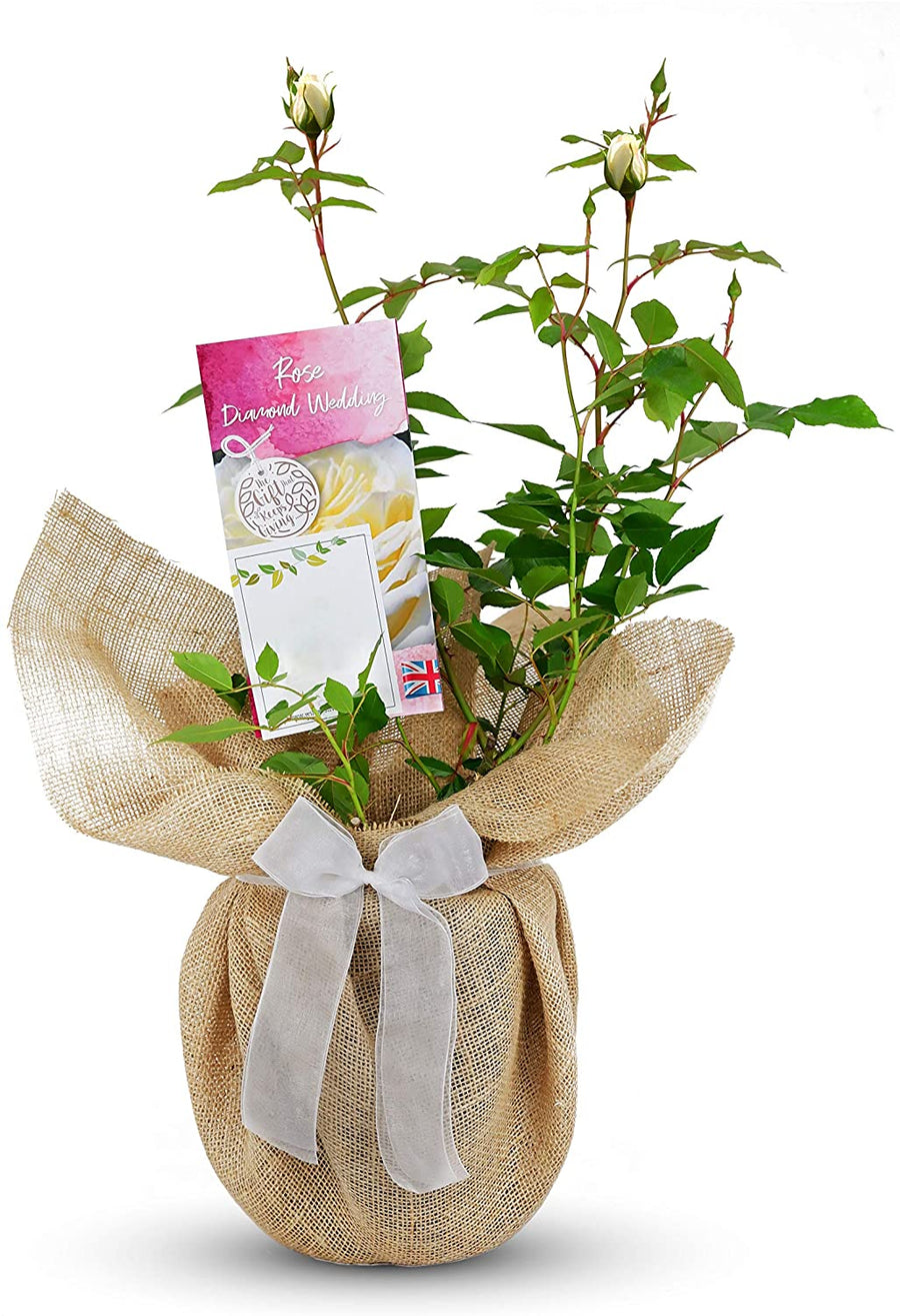 Diamond 60th Wedding Anniversary Rose Bush Gift Wrapped 1 1