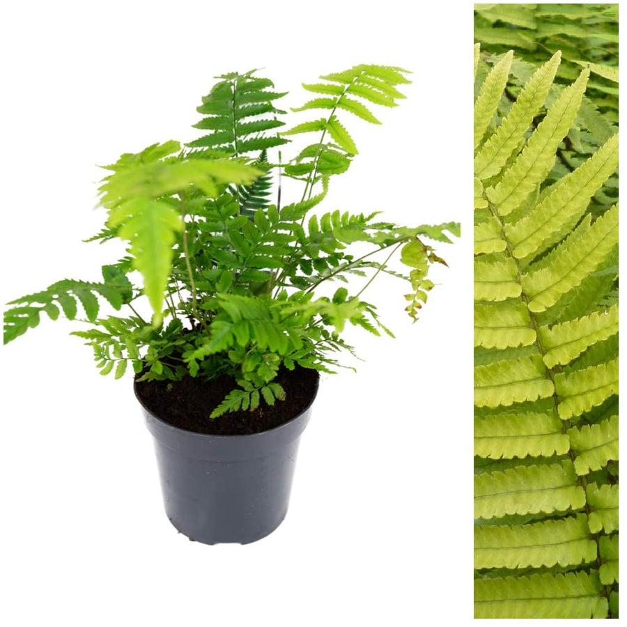 Dryopteris Atrata Fern Dryopteris Atrata Fern image1 1