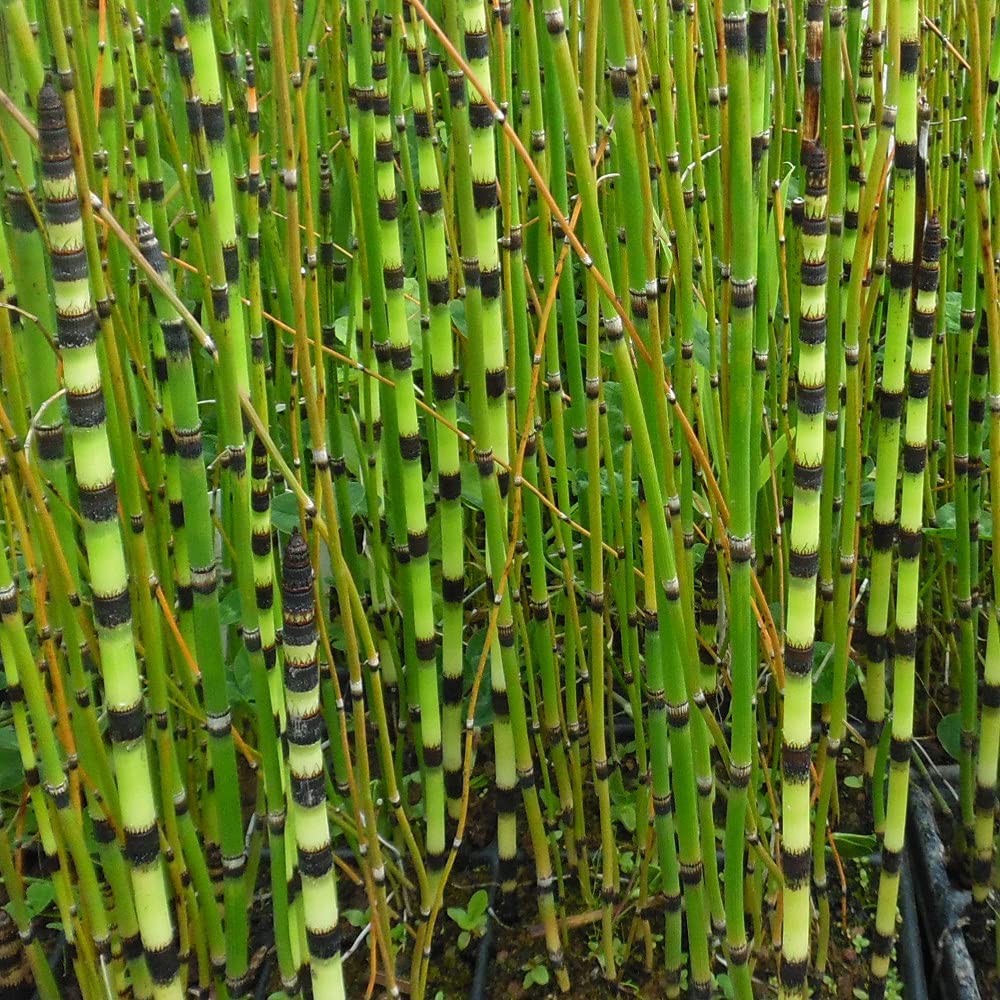 Barred Horsetail Equisetum Japonicum Pond Plant