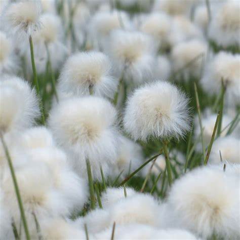 Bog Cotton - Eriophorum angustifolium Pond Plant 1 2
