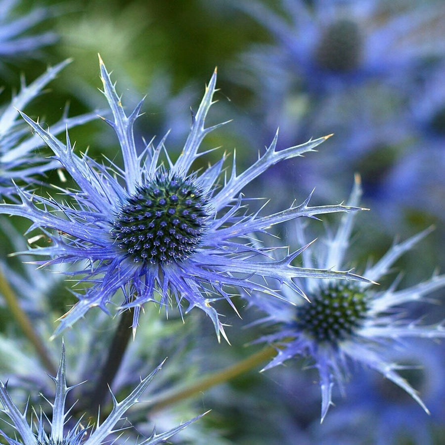 Eryngium Picos Amethyst 1 1