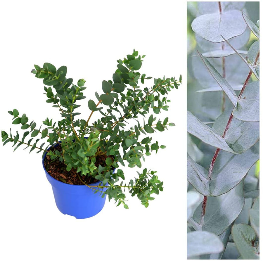 Eucalyptus Gunnii - 'Azura' 12cm 1 2