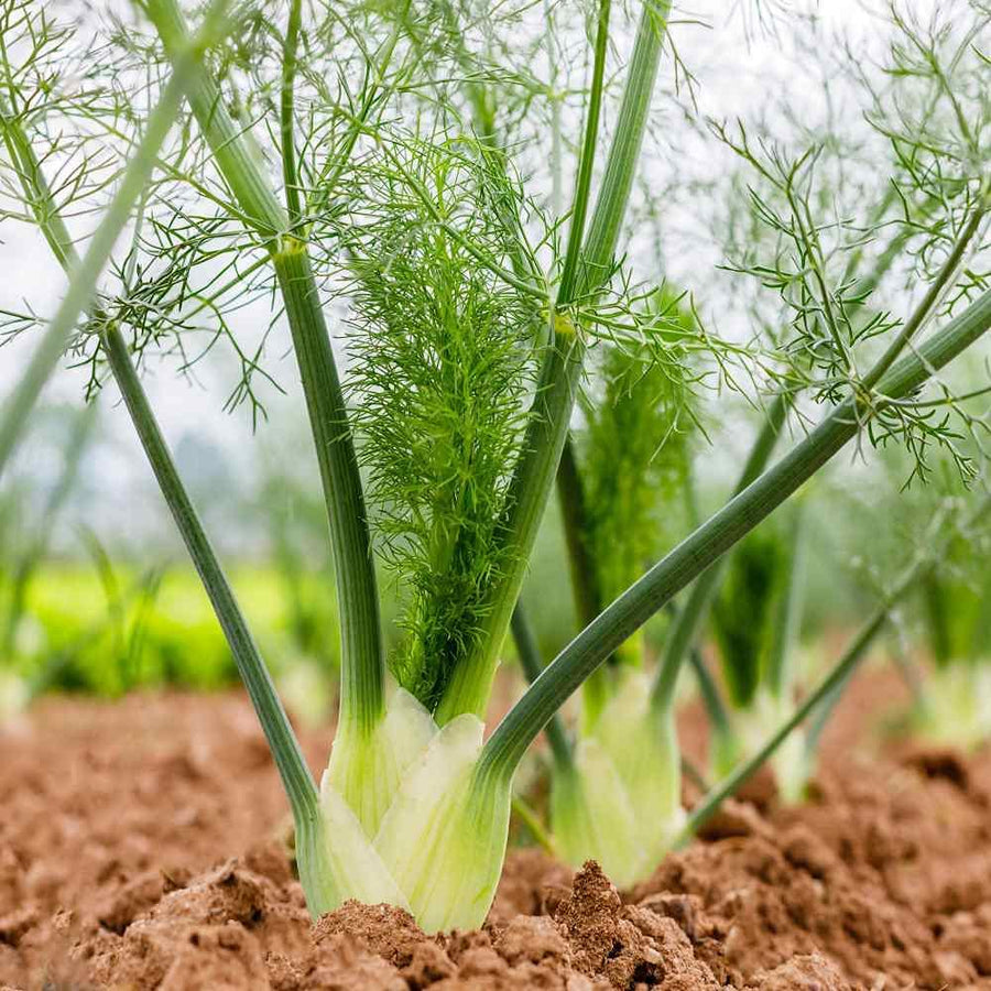 Fennel Bronze Herb Fennel Bronze Herb image1 1