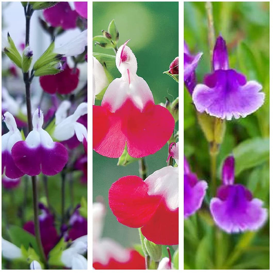 Salvia 3 Plant Mix Salvia 3 Plant Mix image1 1