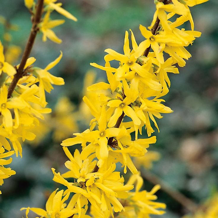 Forsythia Lynwood