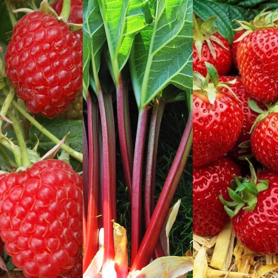 Fruit Bare Root Plant Mix Collection Fruit Bare Root Plant Mix Collection image1 1