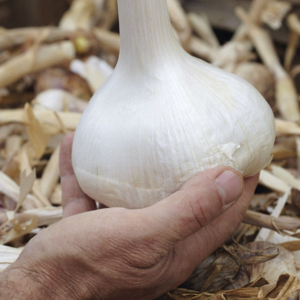 Elephant Garlic Bulbs