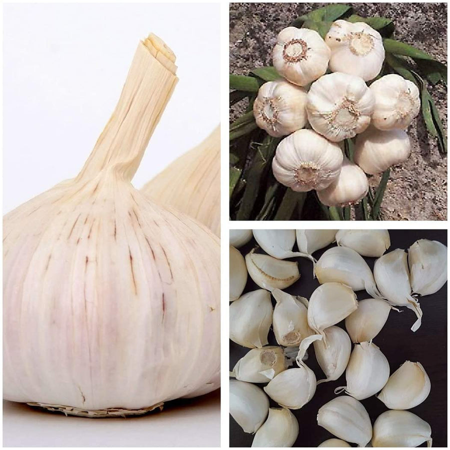 4 x Garlic Planting Bulbs - Cristo 4 x Garlic Planting Bulbs - Cristo image1 1