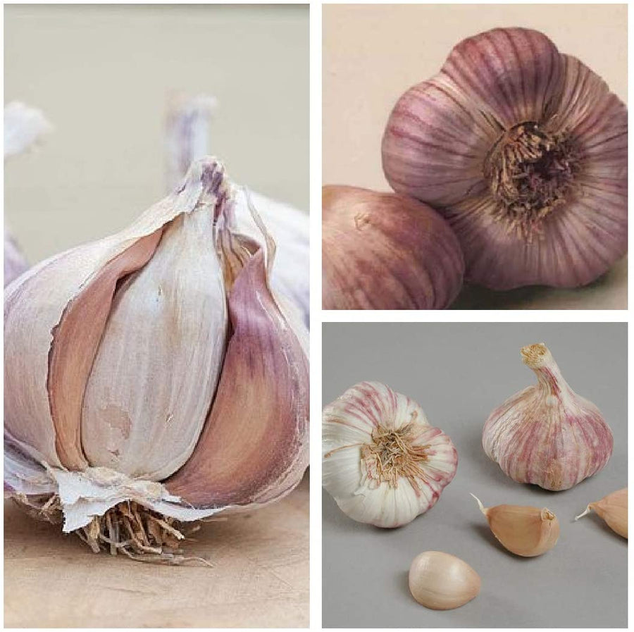 Garlic Planting Bulbs - Germidour Pink 4 x Garlic Planting Bulbs - Germidour Pink image1 1