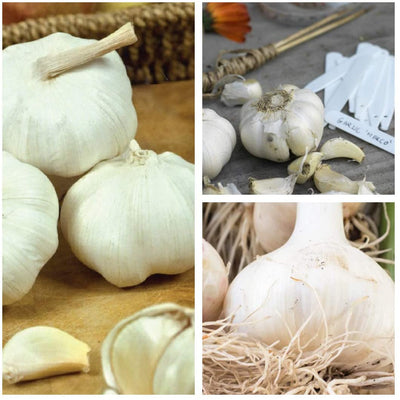 4 x Garlic Planting Bulbs - Marco image1