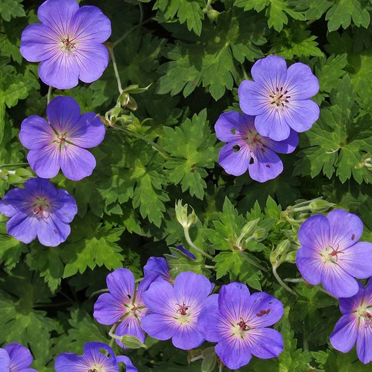 Geranium Rozanne