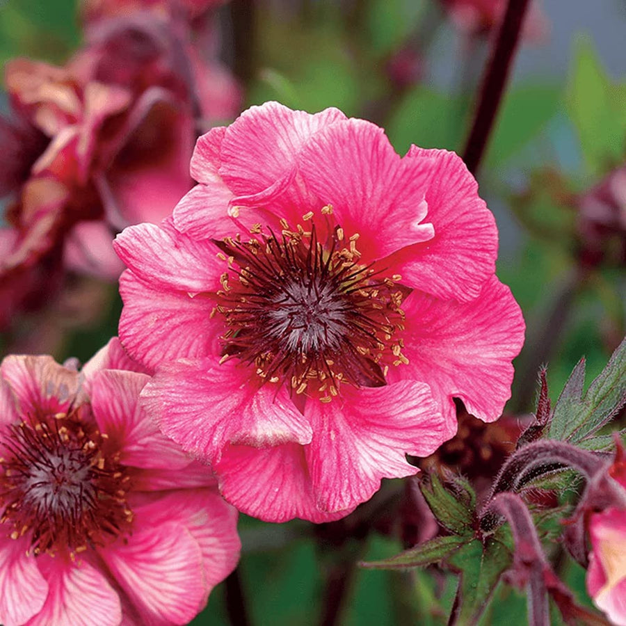 Geum 'Tempo Rose' Geum 'Tempo Rose' image1 1