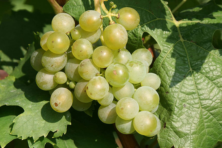 Grape Vine Plant - Müller-Thurgau 1 1