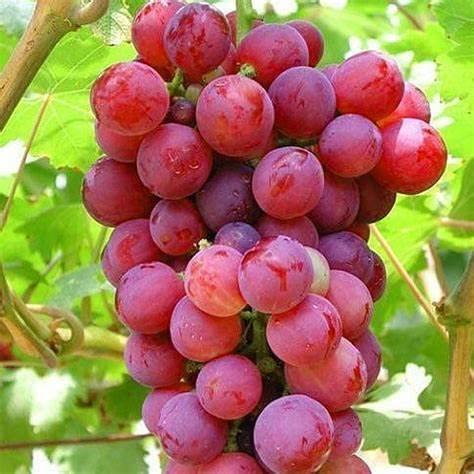 Fruit Plant Mix Collection 1 7