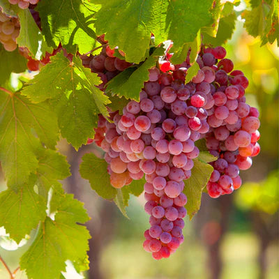 Grape Vine Plant - Queen of Esther  1