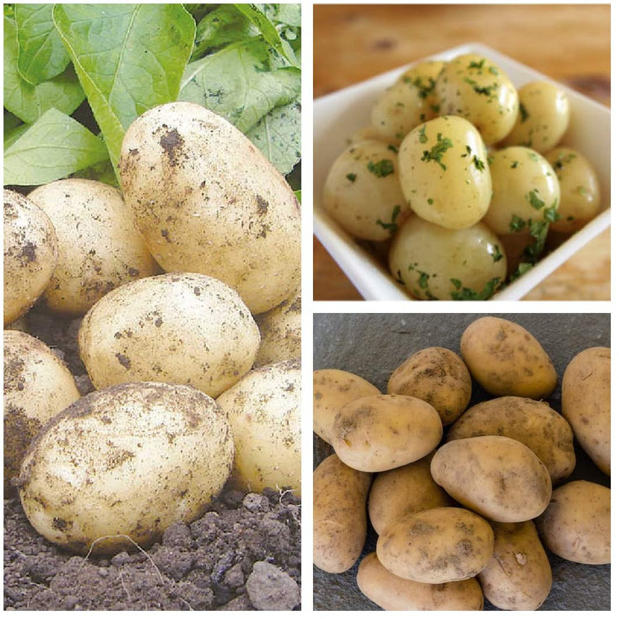11 x Swift Planting Seed Potatoes 1 1