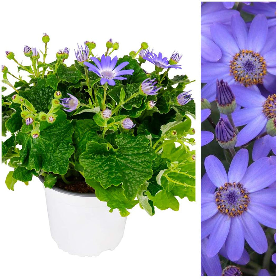 Senetti Plant 'Baby Blue' Senetti Plant 'Baby Blue' image1 1