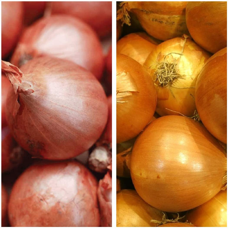 Red Sun & Yellow Moon Shallot Set Mix 1kg Shallots - Yellow Moon and Red Sun image1 1