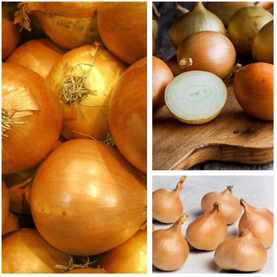 Red Sun & Yellow Moon Shallot Set Mix 1kg Yellow Moon Shallot Onion Set image1 2